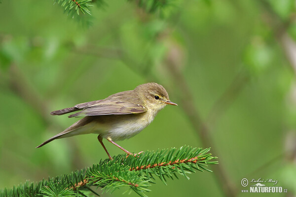 Kolibiarik spevavý (Phylloscopus trochilus)