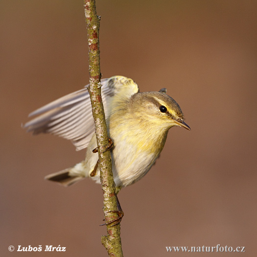 Kolibiarik spevavý (Phylloscopus trochilus)