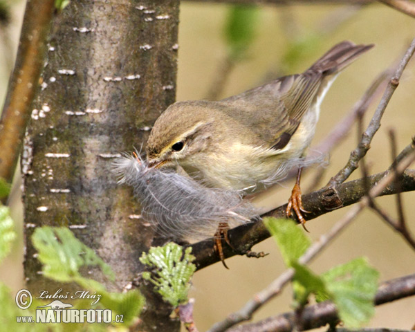 Kolibiarik spevavý (Phylloscopus trochilus)