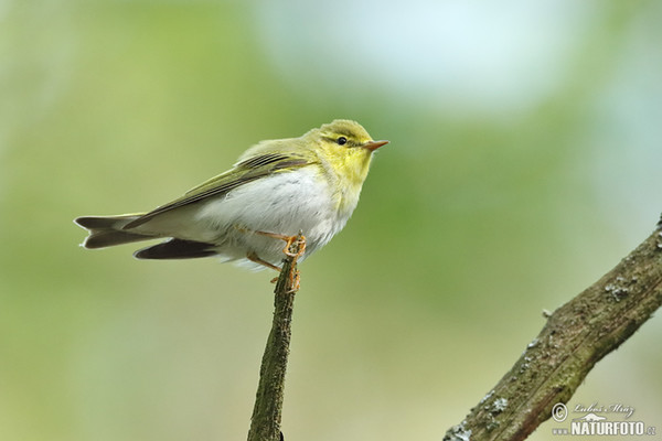 Kolibiarik sykavý (Phylloscopus sibilatrix)