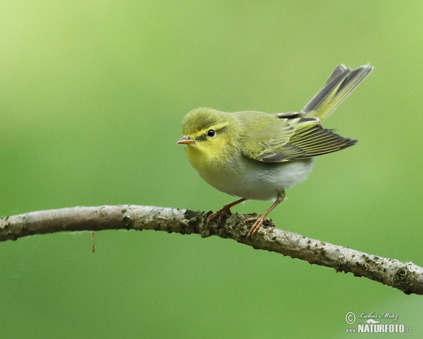 Kolibiarik sykavý (Phylloscopus sibilatrix)