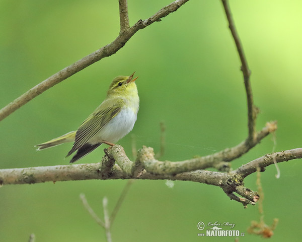 Kolibiarik sykavý (Phylloscopus sibilatrix)