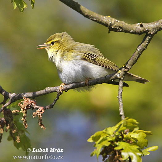 Kolibiarik sykavý (Phylloscopus sibilatrix)