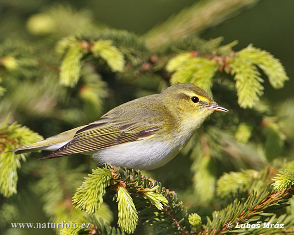 Kolibiarik sykavý (Phylloscopus sibilatrix)