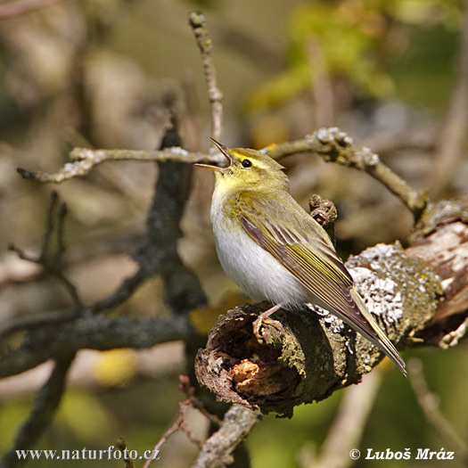 Kolibiarik sykavý (Phylloscopus sibilatrix)