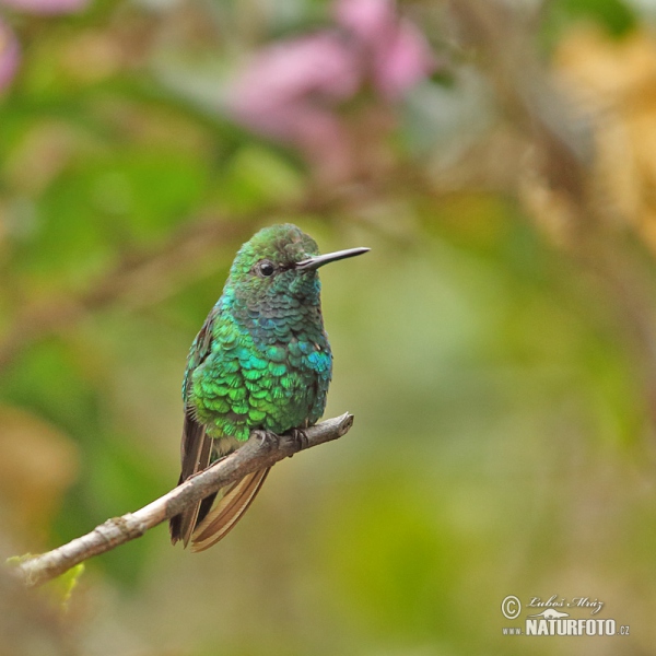 Kolibřík (Chlorostilbon melanorhynchus)