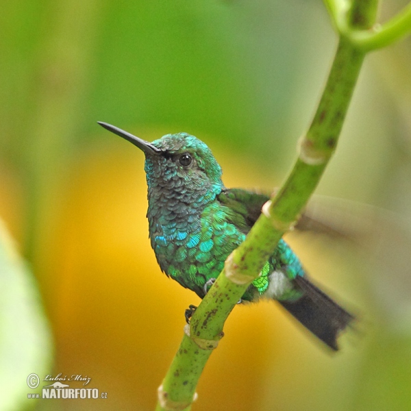 Kolibřík (Chlorostilbon melanorhynchus)