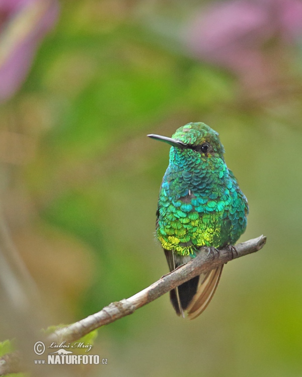 Kolibřík (Chlorostilbon melanorhynchus)