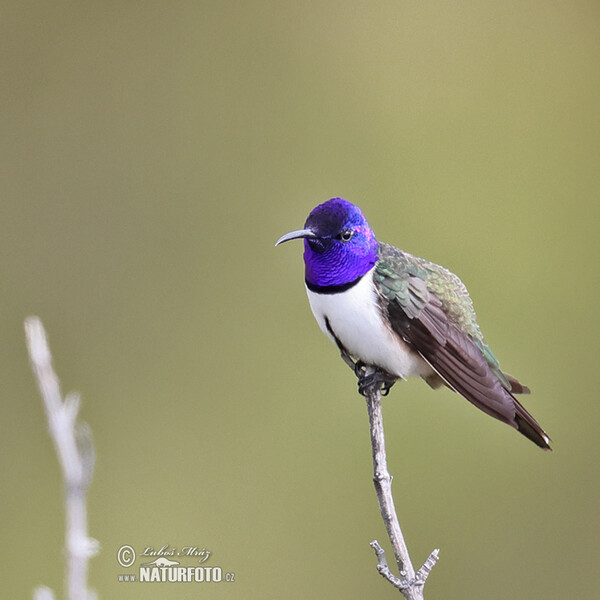 Kolibřík čimborazský (Oreotrochilus chimborazo)