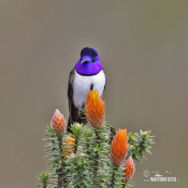 Kolibřík čimborazský (Oreotrochilus chimborazo)