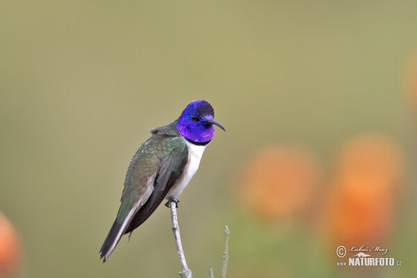 Kolibřík čimborazský (Oreotrochilus chimborazo)