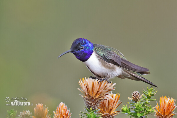 Kolibřík čimborazský (Oreotrochilus chimborazo)