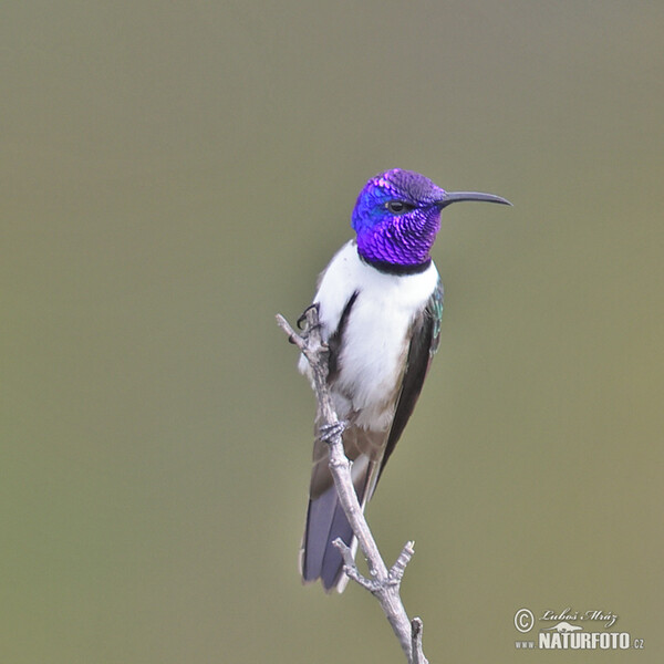 Kolibřík čimborazský (Oreotrochilus chimborazo)