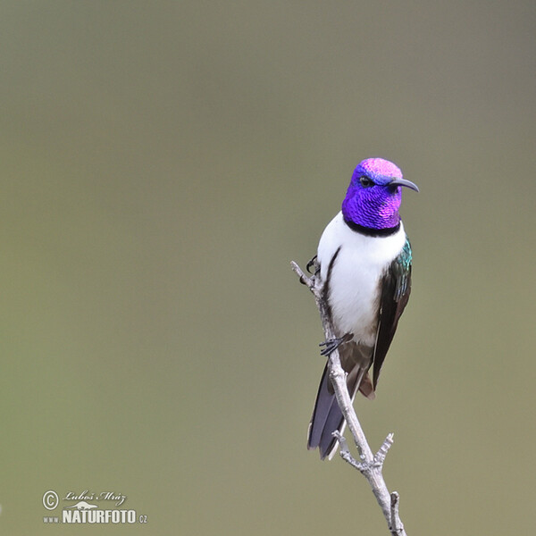 Kolibřík čimborazský (Oreotrochilus chimborazo)