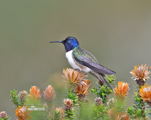 Kolibřík čimborazský (Oreotrochilus chimborazo)