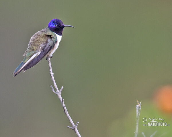 Kolibřík čimborazský (Oreotrochilus chimborazo)