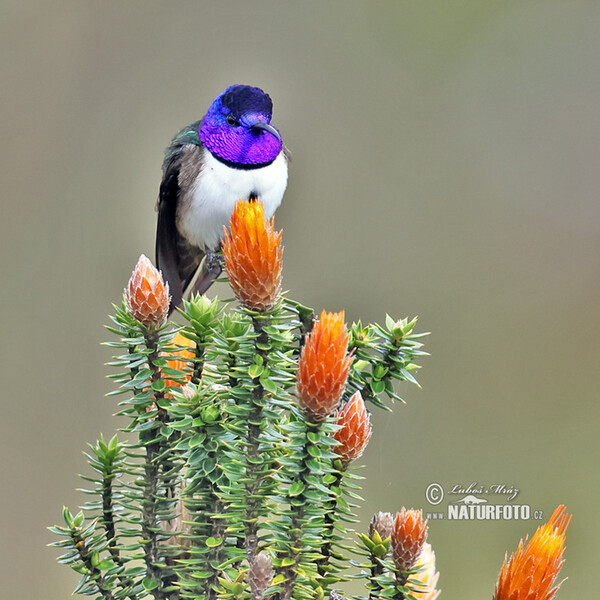 Kolibřík čimborazský (Oreotrochilus chimborazo)