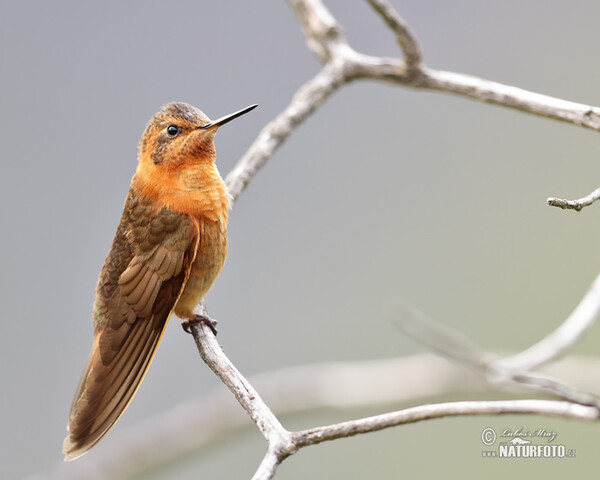 Kolibřík duhohřbetý (Aglaeactis cupripennis)