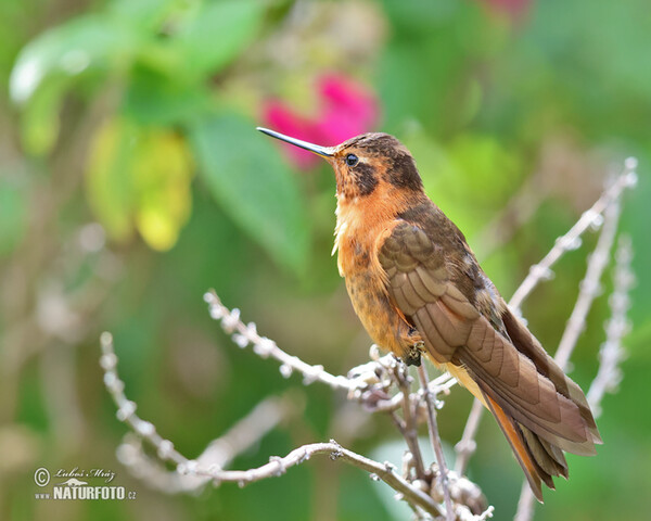 Kolibřík duhohřbetý (Aglaeactis cupripennis)