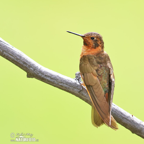 Kolibřík duhohřbetý (Aglaeactis cupripennis)
