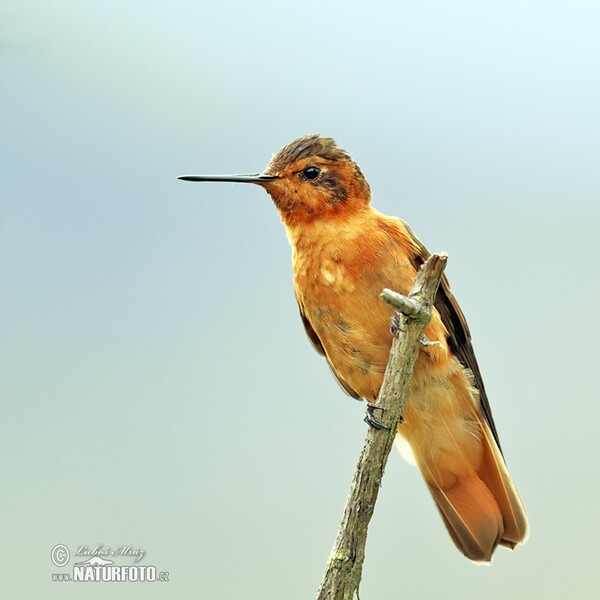 Kolibřík duhohřbetý (Aglaeactis cupripennis)