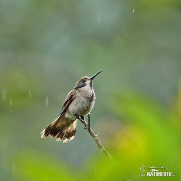 Kolibřík fialovouchý (Colibri delphinae)