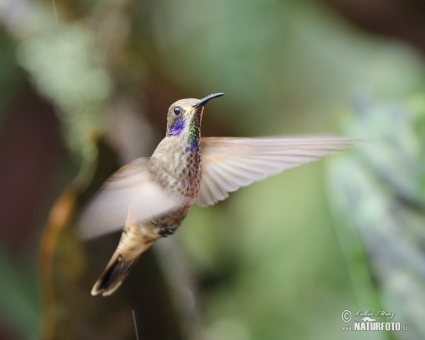 Kolibřík fialovouchý (Colibri delphinae)