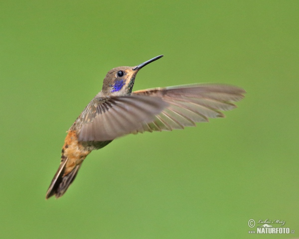 Kolibřík fialovouchý (Colibri delphinae)