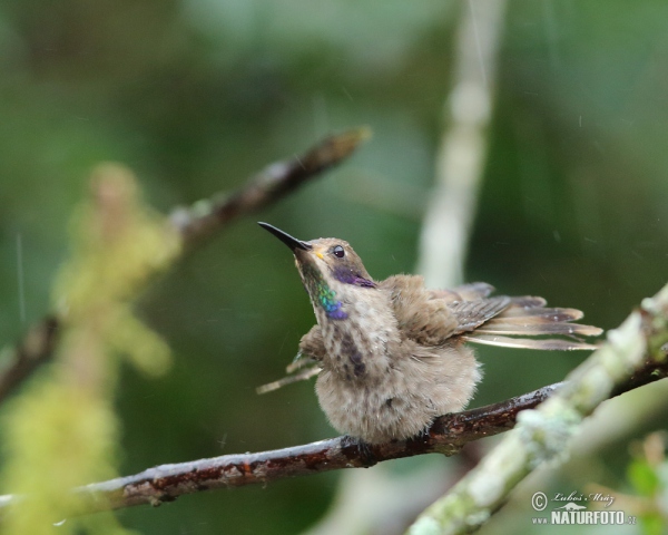 Kolibřík fialovouchý (Colibri delphinae)