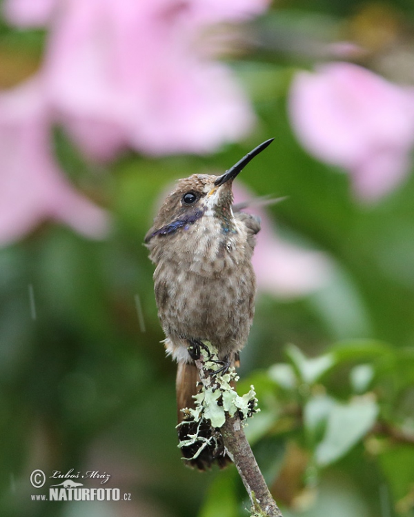 Kolibřík fialovouchý (Colibri delphinae)