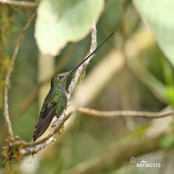 Kolibřík mečozobec (Sword-billed Hummingbird)