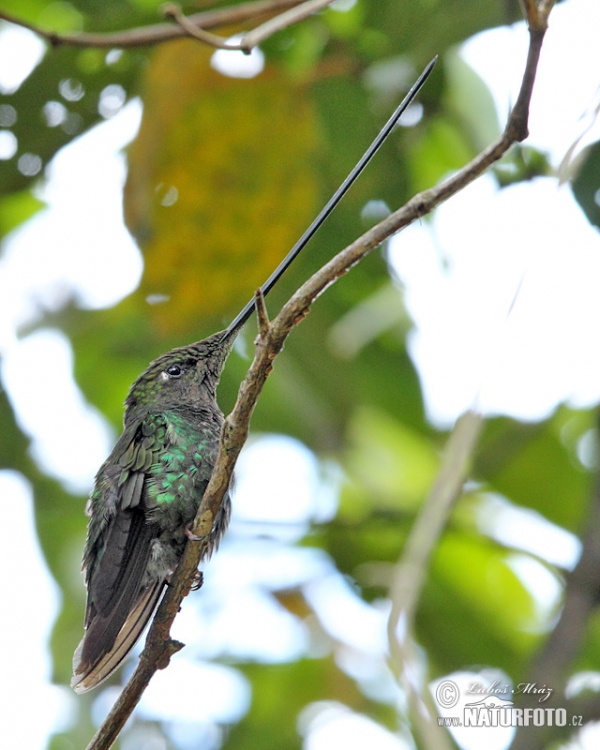 Kolibřík mečozobec (Sword-billed Hummingbird)