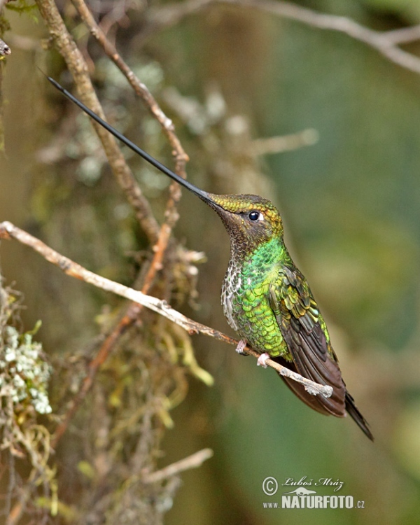 Kolibřík mečozobec (Sword-billed Hummingbird)