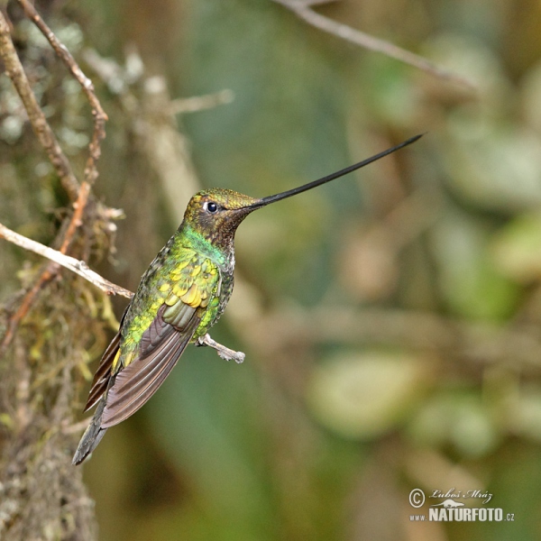 Kolibřík mečozobec (Sword-billed Hummingbird)