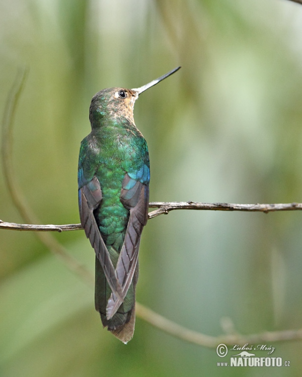 Kolibřík modrokřídlý (Pterophanes cyanopterus)