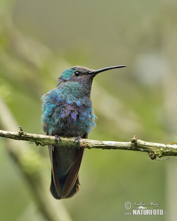 Kolibřík modrolící (Colibri coruscans)