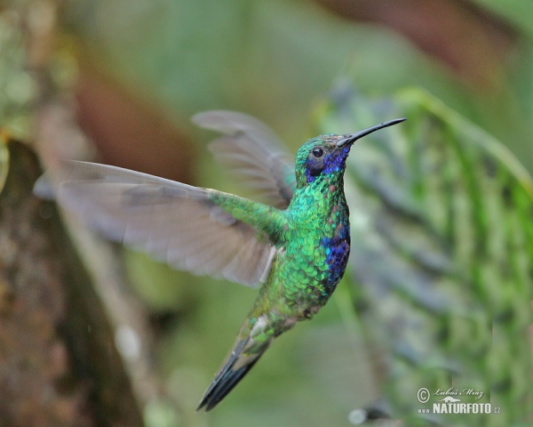 Kolibřík modrolící (Colibri coruscans)