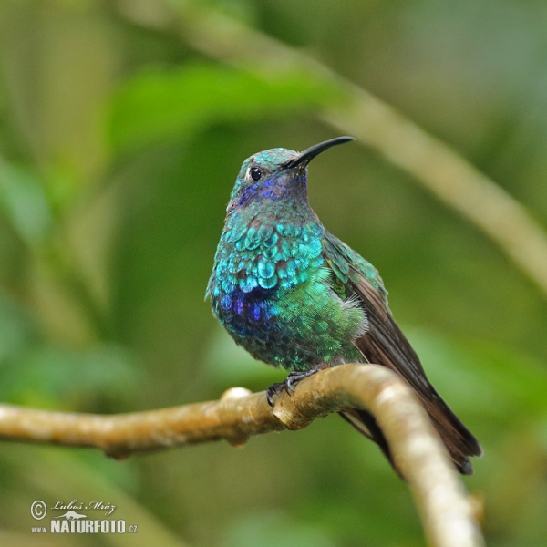 Kolibřík modrolící (Colibri coruscans)