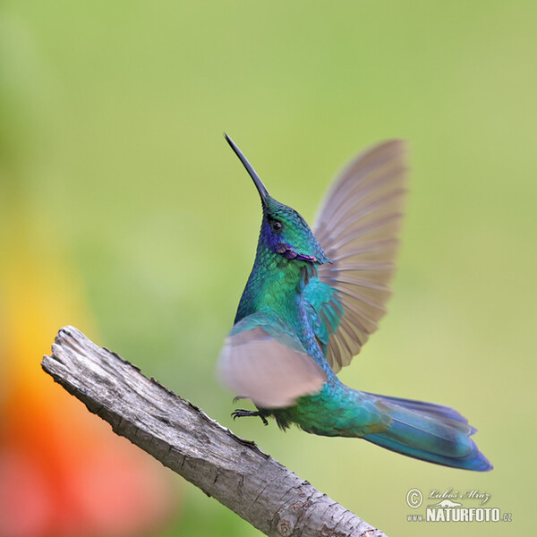 Kolibřík modrolící (Colibri coruscans)