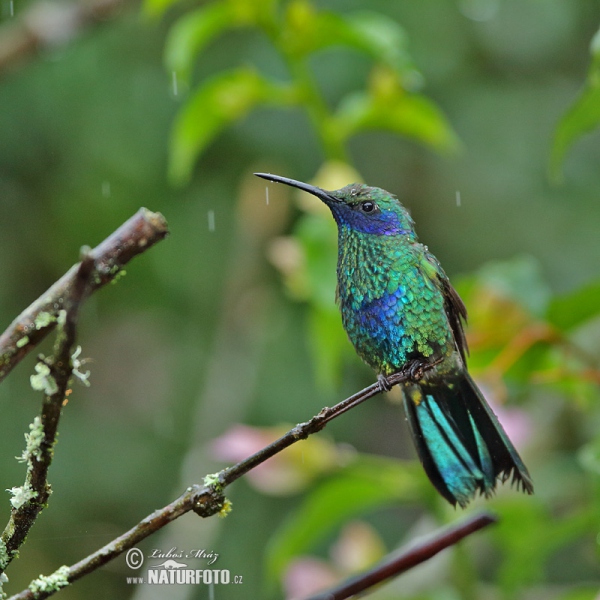 Kolibřík modrolící (Colibri coruscans)