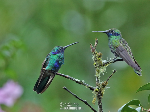 Kolibřík modrolící (Colibri coruscans)