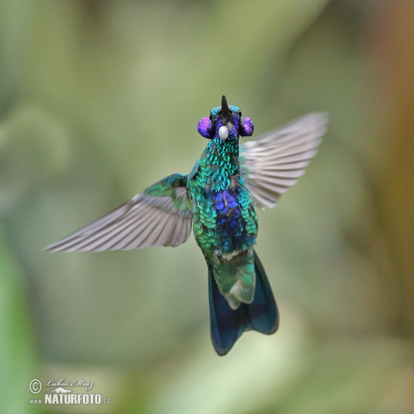 Kolibřík modrolící (Colibri coruscans)