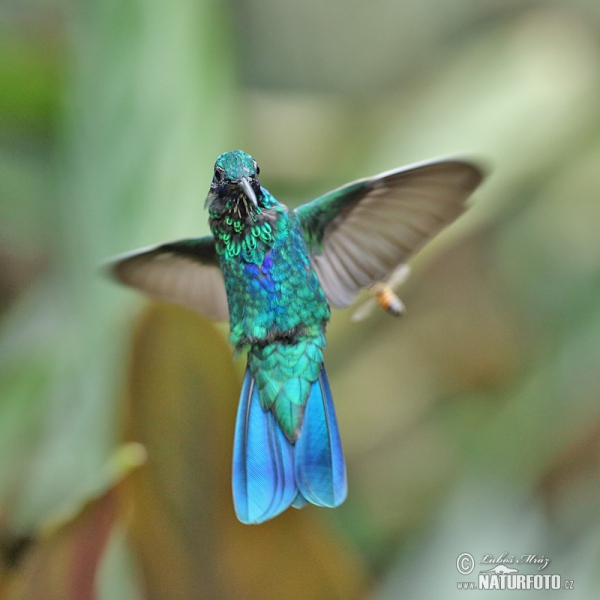 Kolibřík modrolící (Colibri coruscans)