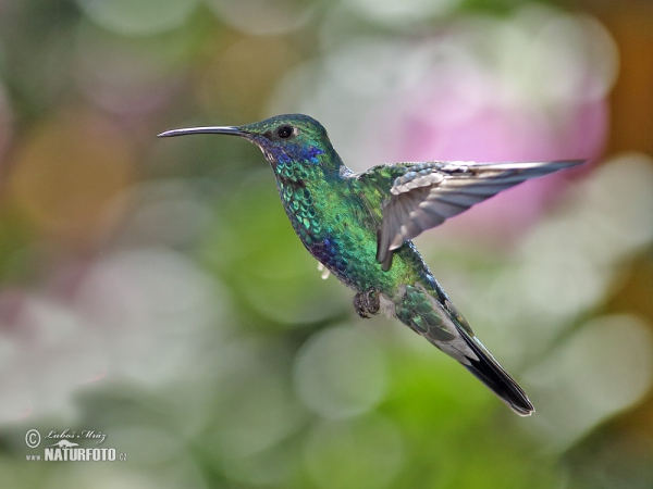 Kolibřík modrolící (Colibri coruscans)