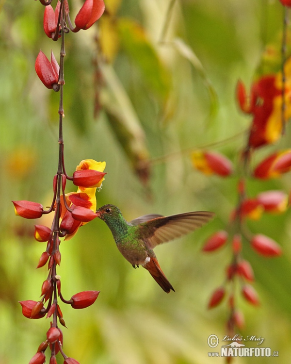Kolibřík rezavoocasý (Amazilia tzacatl)