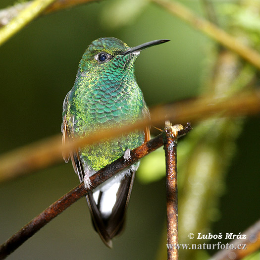 Kolibrík šípový (Heliodoxa jacula)