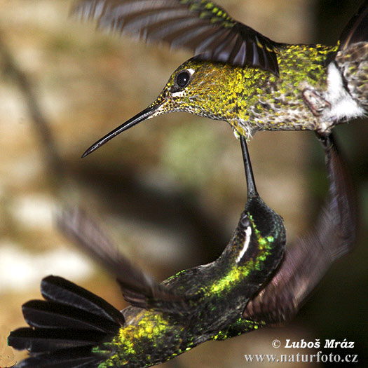 Kolibrík šípový (Heliodoxa jacula)