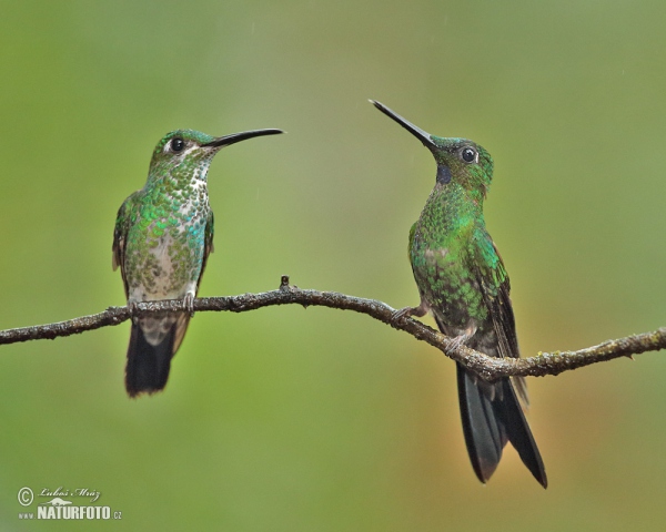 Kolibrík šípový (Heliodoxa jacula)