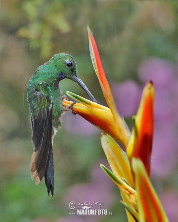 Kolibrík šípový (Heliodoxa jacula)