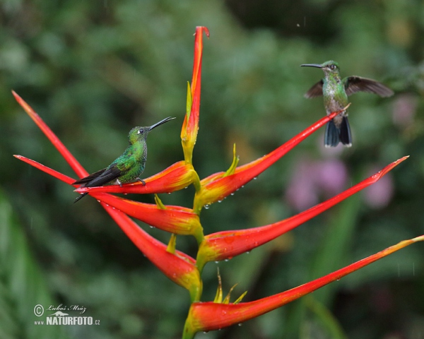 Kolibrík šípový (Heliodoxa jacula)